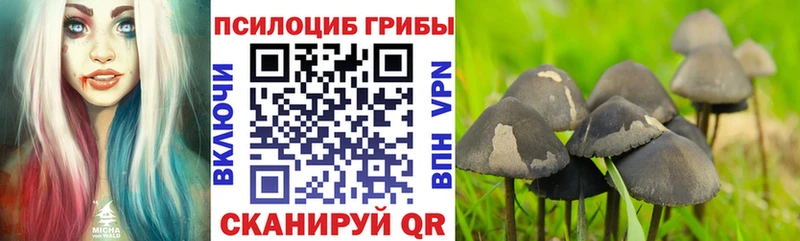 Галлюциногенные грибы Psilocybe  Купить закладки  Южно-Сухокумск 